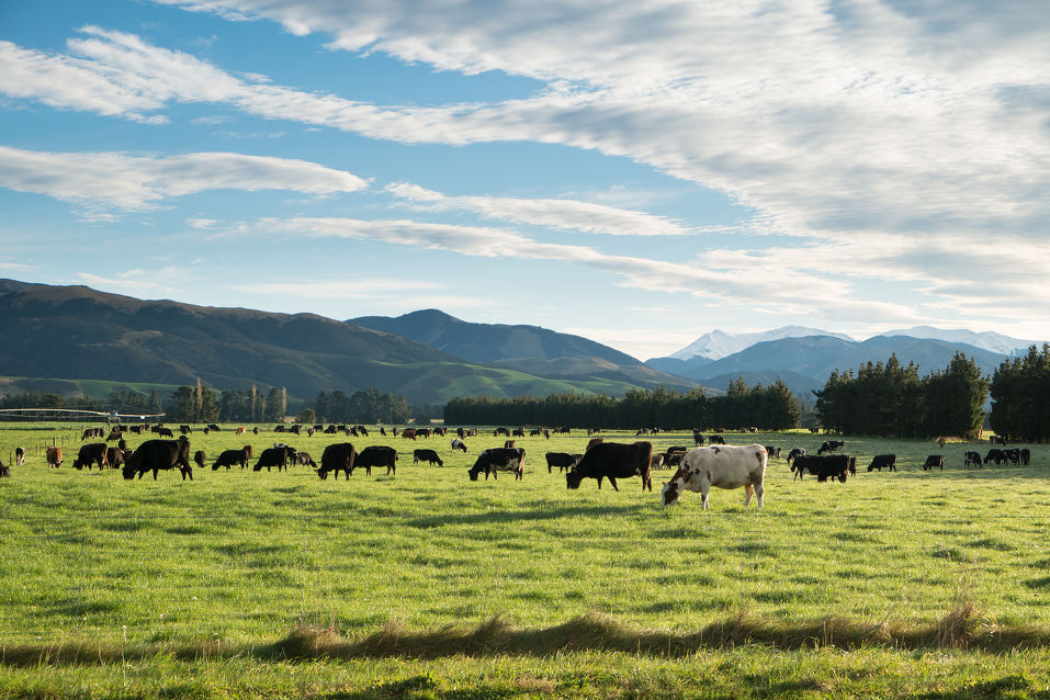 Is a dairy farm commercially sustainable?